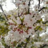 呼吸一下新鲜空气，无意间发现一小片樱花盛开，美不胜收
