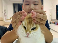 -东方名猫馆·英短金渐层布偶猫舍(环线广场1号楼店)
