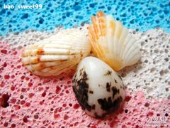 -西涌国际滨海旅游区