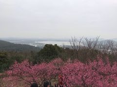 -香雪海