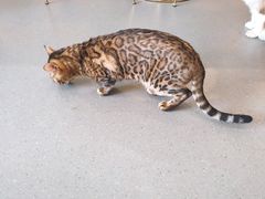 -飞行喵MR PILOT|猫舍·猫咖(静安大融城店)
