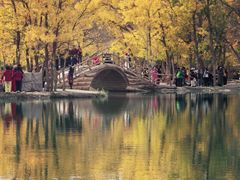 -金塔沙漠胡杨林景区