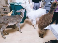 -猫色咖啡·猫咖