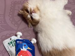 -欣宠猫屋·矮脚拿破仑·蓝金金渐层