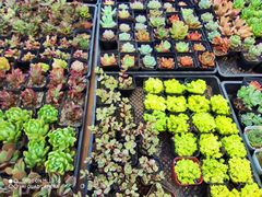 -金陵花卉交易市场