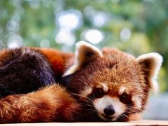 -云南野生动物园