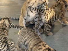 -大连森林动物园