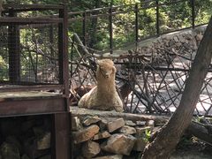 -青岛森林野生动物世界