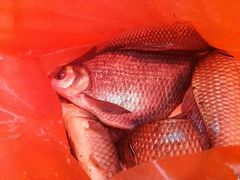 -白渔泡湿地公园