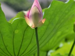 -荔湾湖公园