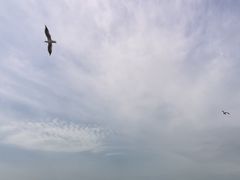 -红碱淖景区