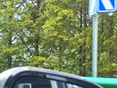 -合肥滨湖国家森林公园