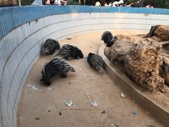 -石家庄市动物园