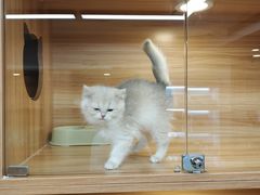 -猫十亿·布偶金渐层·曼基康矮脚猫舍(青年路店)