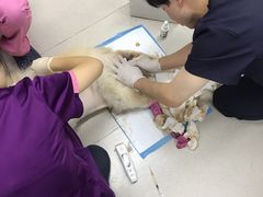 -爱妮康宠物医院·干细胞免疫细胞·肿瘤·心脏(张江店)