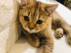 -平行世界·猫咖(首经贸店)