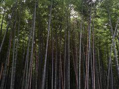 -同里国家湿地公园