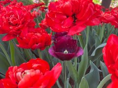 -洛阳郁金香牡丹园