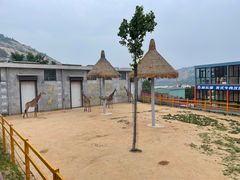 -西霞口神雕山野生动物世界