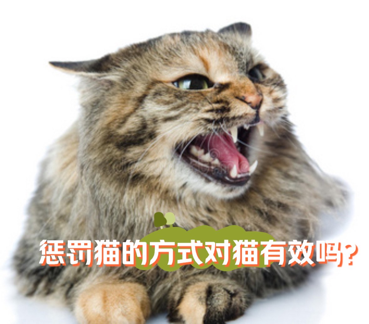 惩戒猫图片