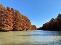 -上海海湾国家森林公园