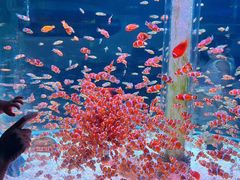 -海合安成都极地海洋公园