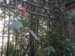 -上海市保健医疗中心(华东疗养院)