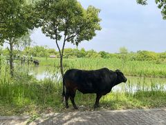 -沙家浜风景区