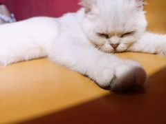 -猫色咖啡·猫咖