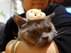 -猫小院猫主题餐厅(三里屯店)