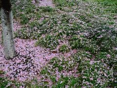-高东镇樱花园