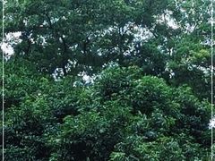 -Again Coffee Roaster(香蜜湖店)