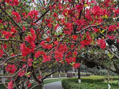 -成都市活水公园