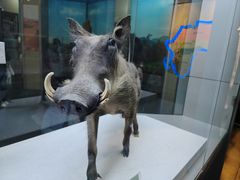 -国家自然博物馆