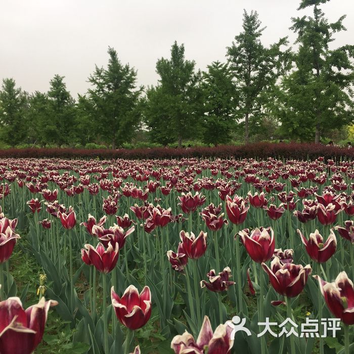 北京國際鮮花港