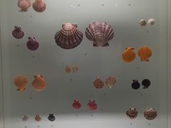-青岛贝壳博物馆