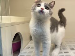 -lincat·猫舍(广州店)