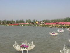 -荷兰花海