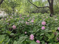 -上海滨江森林公园