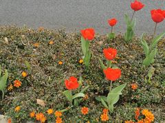 -南翔镇银翔湖公园