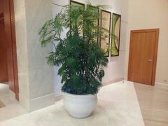 -上海浦东康桥绿地假日酒店