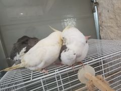 -吉丁鸟咖·异宠·寄养