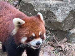 -深圳野生动物园