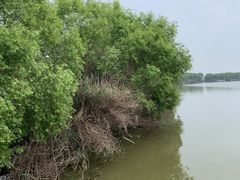 -洪湖生态旅游区