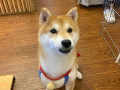 -豆柴町-柴犬主题狗咖(红鼎国际C座店)