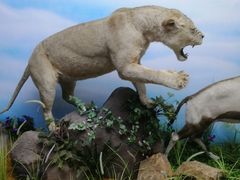 -西霞口神雕山野生动物世界