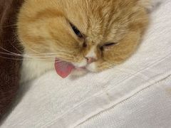 -创凡宠物医院·骨专科  猫科中心(西乡分院)
