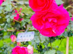 -陶然亭公园
