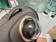 -西安京西宠物医院·瘫痪·疑难杂症