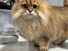-福懋动物医院·犬猫全科·外科·重症科(杏林分院)